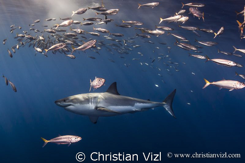 Isla Guadalupe, Mexico. Great White Shark swimming among ... by Christian Vizl 