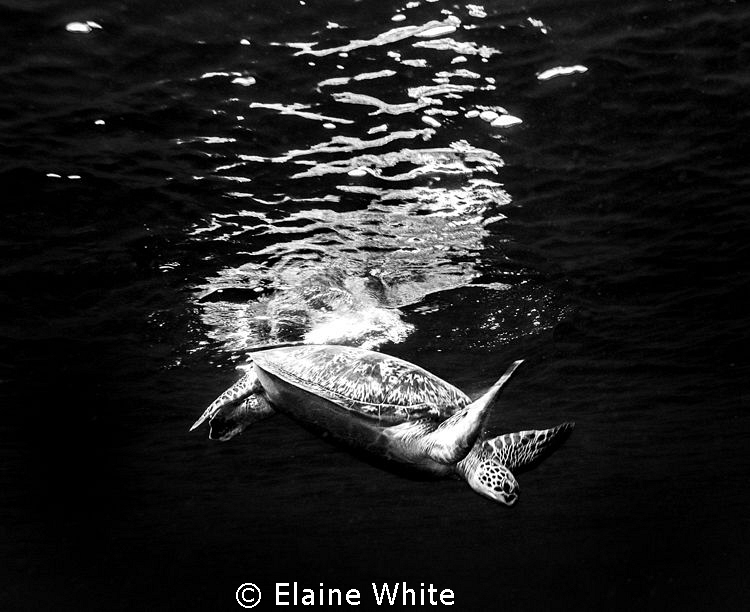 Diving Turtle by Elaine White 