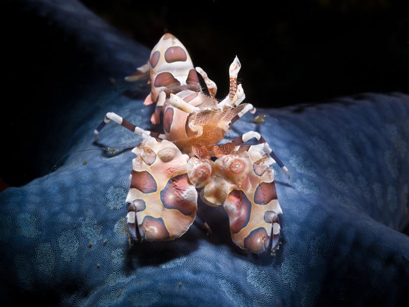 Snooted Arlequin shrimp (Hymenocera elegans) on blue sea ... by Alex Varani 