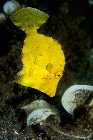 Juvenile Filefish, Lembeh by Paul Whitehead 