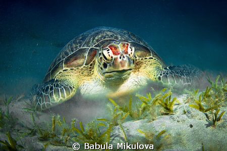 turtle by Babula Mikulova 