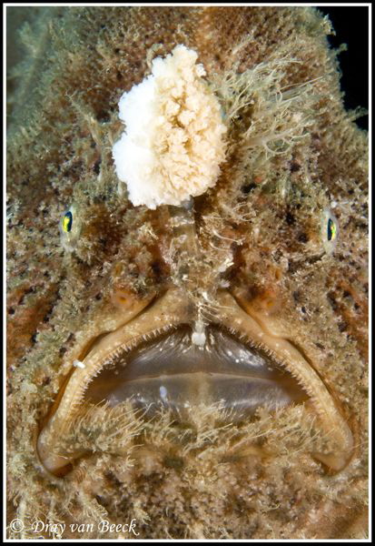Frogfish portrait by Dray Van Beeck 