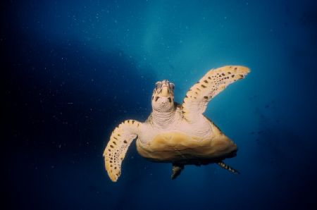 Wave to the Camera.. Coral Sea by David Molina 