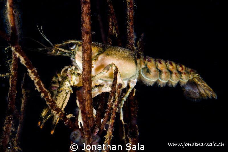 Freshwater Shrimp by Jonathan Sala 