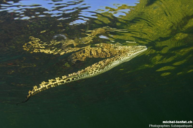 Young Adult Crocodile on the surface - Okavango Delta Riv... by Michel Lonfat 
