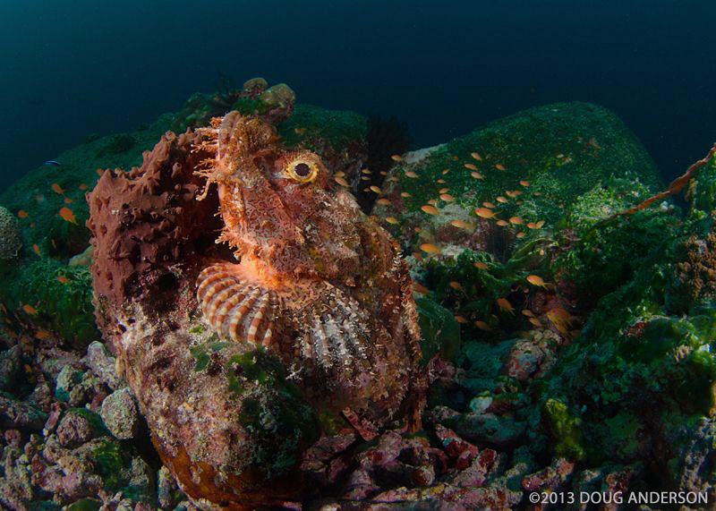 Scorpionfish, Pulau Weh by Doug Anderson 