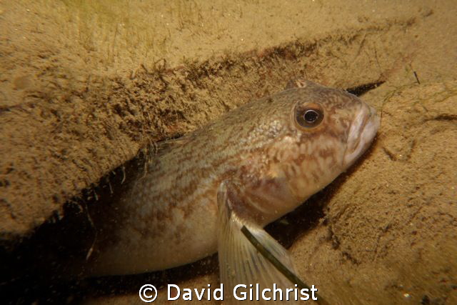 Niagara River Goby photographed on a night dive. by David Gilchrist 