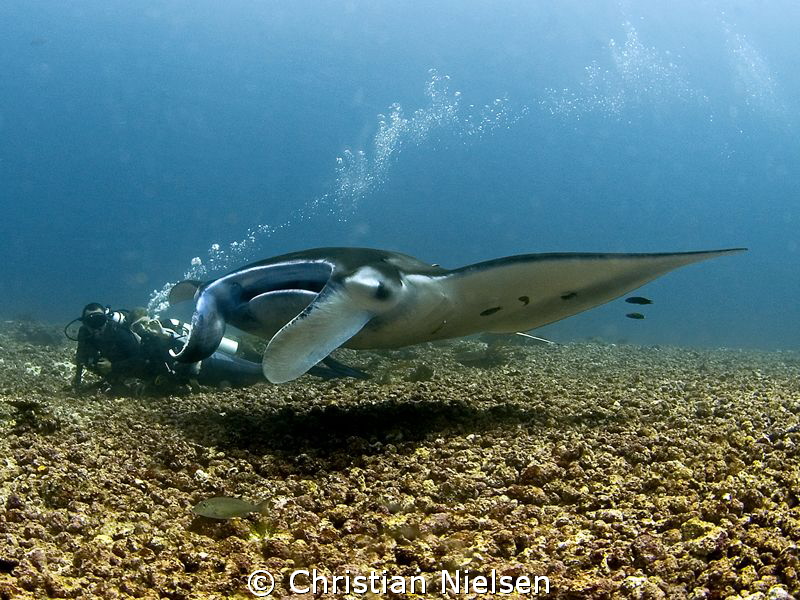 Manta ray in strong current (watch bubbles) and divers ly... by Christian Nielsen 