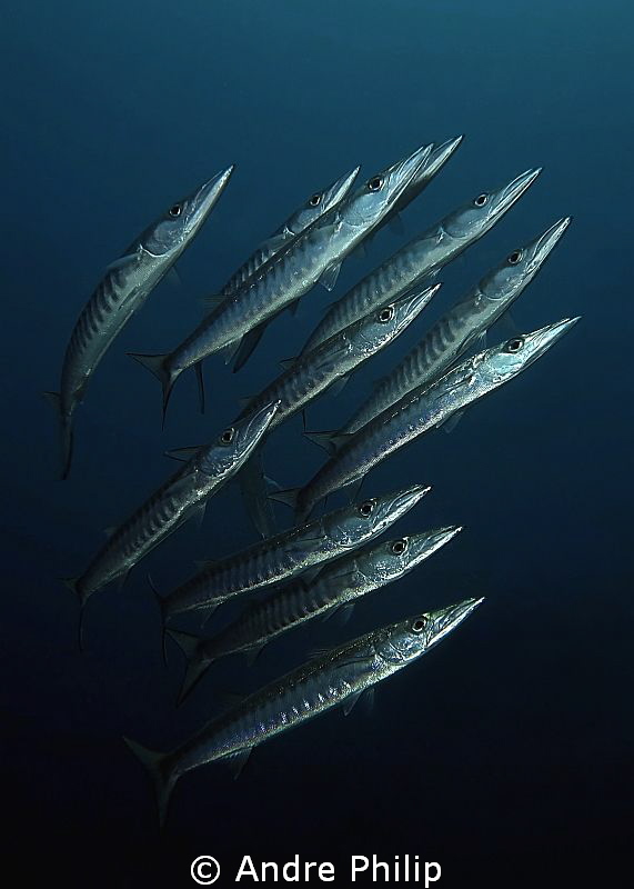 Barracuda school comes out of the dark by Andre Philip 