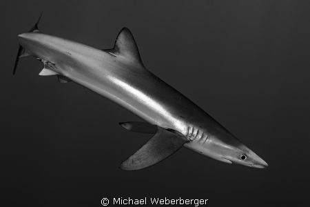 relaxed blue shark diving by Michael Weberberger 