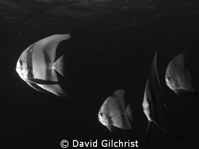 A batfish grouping in Truk Lagoon by David Gilchrist 