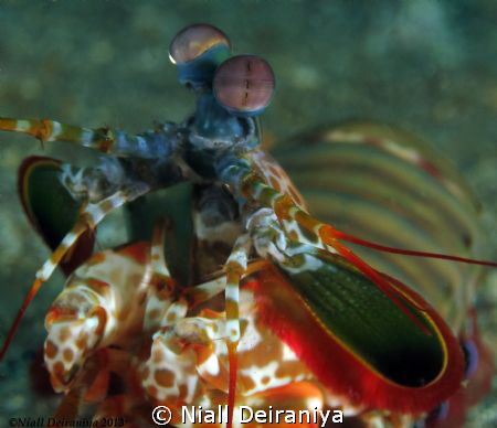 Mantis shrimp close up by Niall Deiraniya 
