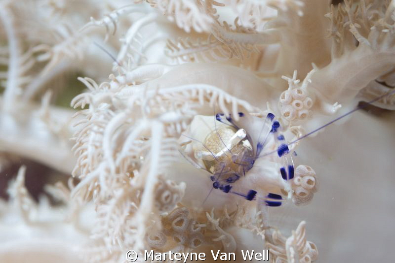 A commensal shrimp on a white soft coral.Taken at Layag L... by Marteyne Van Well 