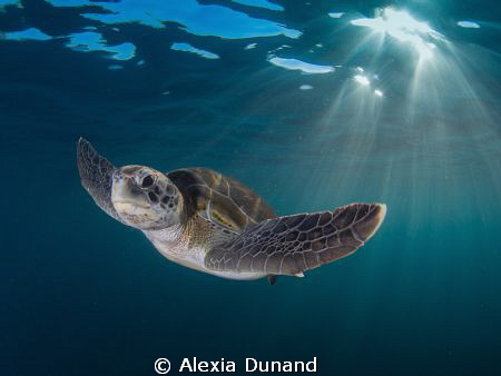 Me and You. Green Turtle. Endangered.
 by Alexia Dunand 