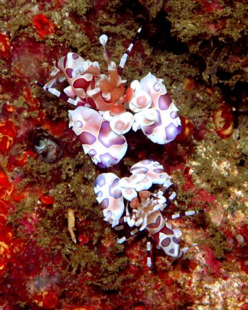 Taken last dive in Costa Rica. Nikon d100 w/60mm f16 by Patrick Burke 