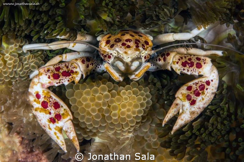 Spotted Porcelain Crab by Jonathan Sala 