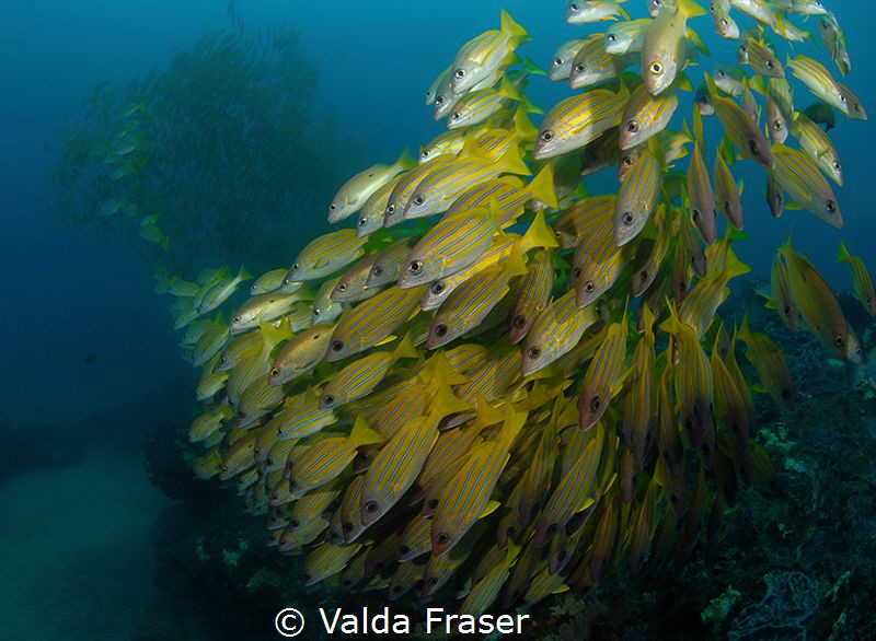 Flowing snappers at Snapper College, Sodwana Bay. by Valda Fraser 