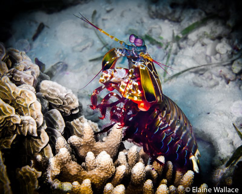 Mantis shrimp out for an afternoon stroll. by Elaine Wallace 