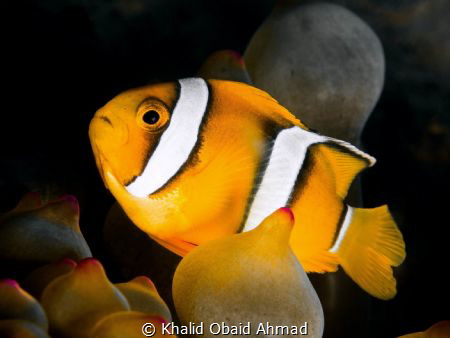 clownfish is harder fish to get best shot of it. by Khalid Obaid Ahmad 