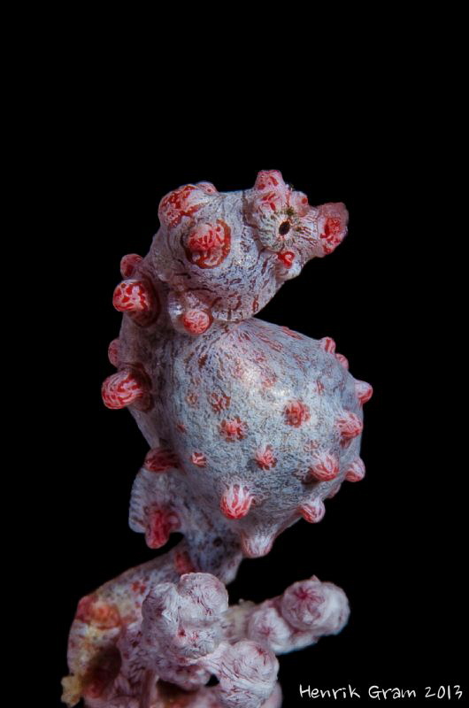 Pregnant Hippocampus bargibanti (Pygmy Seahorse) by Henrik Gram Rasmussen 