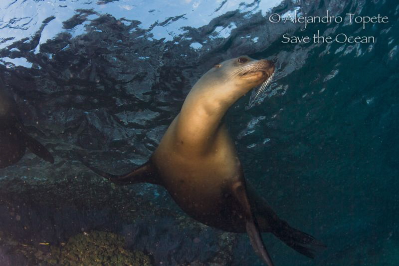Female Sea Lion close up by Alejandro Topete 
