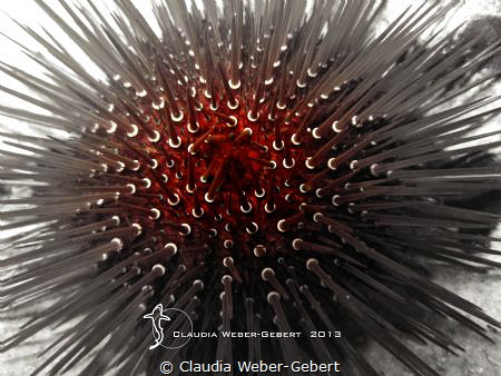 sea urchin abstract by Claudia Weber-Gebert 