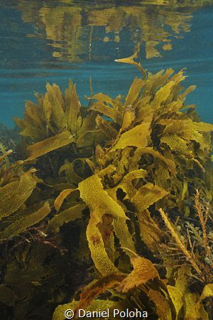 Shallow water kelp forests around Goat Island near Leigh ... by Daniel Poloha 