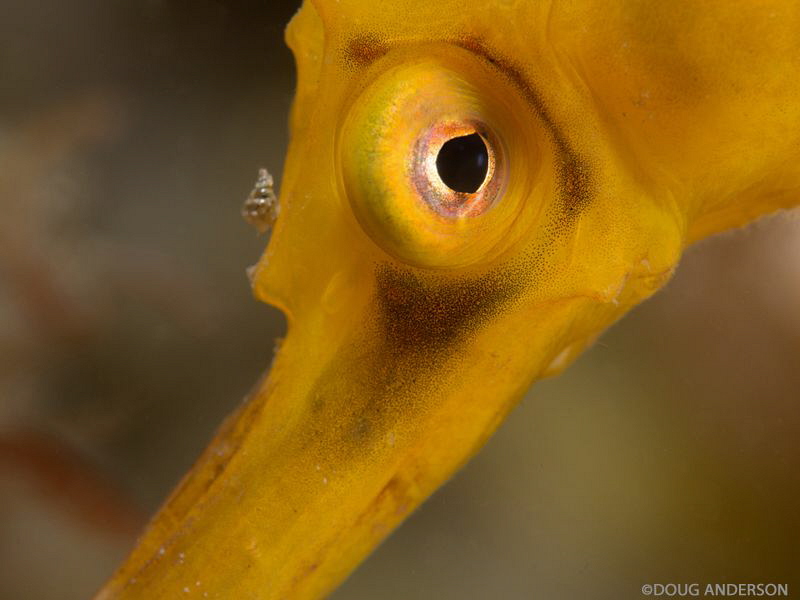 Seahorse and snail. Chowder Bay, Sydney Harbour by Doug Anderson 