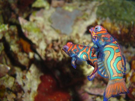 mandarinfishes mating Manado KBR resort by Stew Smith 