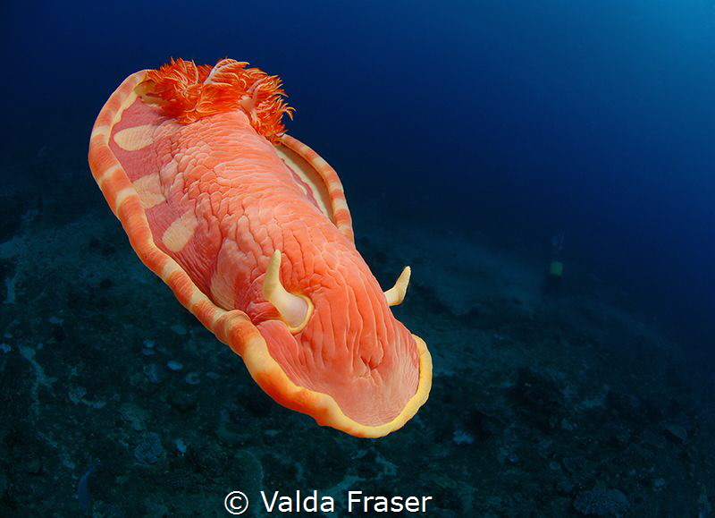 A Spanish Dancer treating me to its graceful dance. by Valda Fraser 