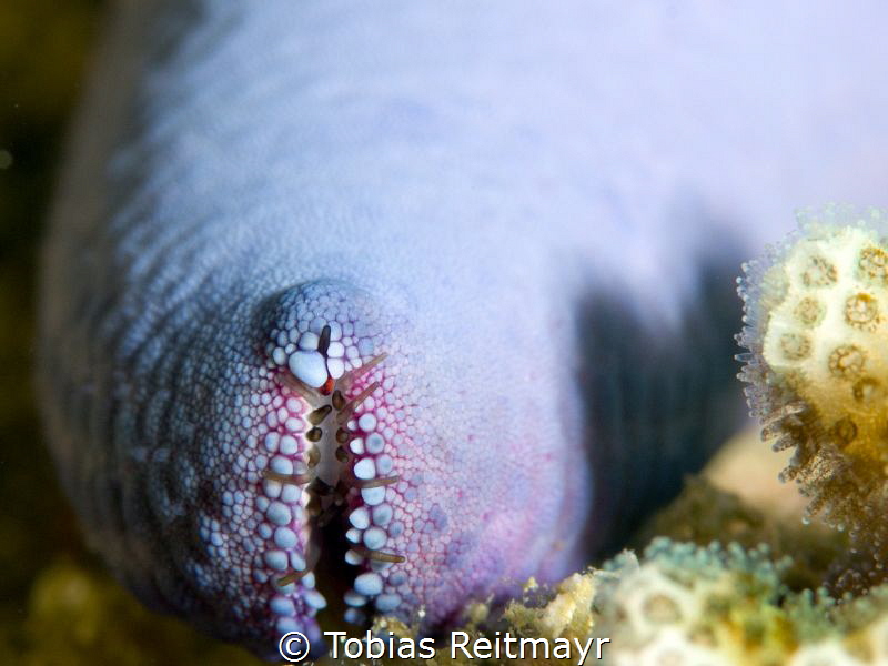 Arm of Linckia laevigata. The little red spot on the uppe... by Tobias Reitmayr 