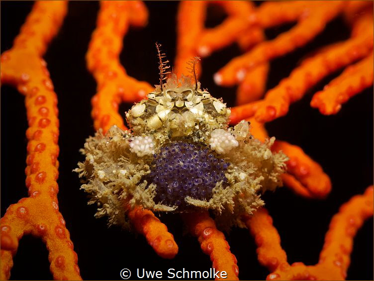 Decorated Boxer Crab with eggs by Uwe Schmolke 