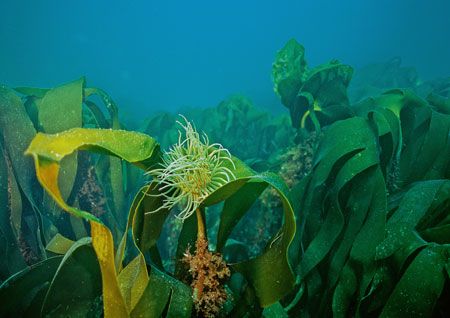 Snakelocks anemone on kelp.
Turbot Island, Connemara.
F... by Mark Thomas 
