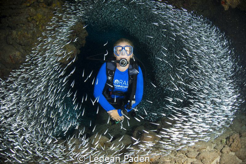 Silversides and A Diver in Grand Cayman by Ledean Paden 