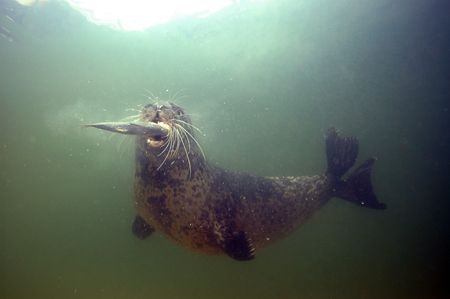 Harbour Seal. This guy just caught one unlucky fish, this... by Grant Kennedy 