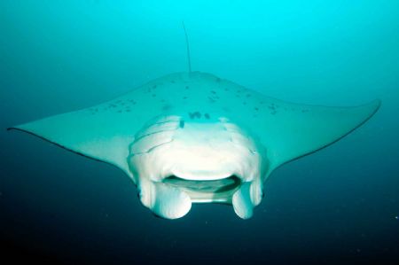 "Dive Bomber", this photo was taken in Fiji, this year, w... by Leif Skaar 