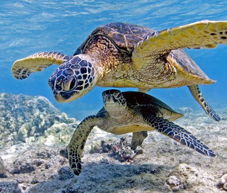 Sea Turtles At Play
12-24mm from Kona, The Big Island Of... by James Kashner 