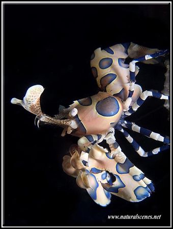 I was very lucky when I saw this harlequin shrimp climbin... by Erika Antoniazzo 