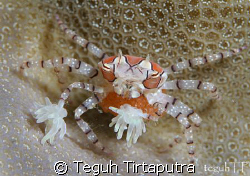 Boxer crab with her eggs... 