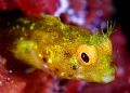 Golden Roughead Blennie.
Turks & Caicos. D2x, 105mm 2X teleconverter and woody's diopter. 