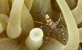 Coleman Shrimp in Giant Anemone 