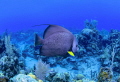 French Angelfish 