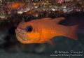 male Cardinal fish Apogon imberbis incubating eggs 