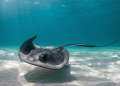 Curves. 
Southern Stingray, Dasyatis americana – Grand Cayman 2014.
Olympus E-PL3, 8mm, natural light. 
 