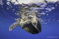 Green Sea Turtles Mating
en route to search for whale sharks near Isla Mujeres 