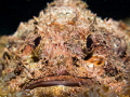 Gotta' laugh ... Raggy Scorpianfish - Scorpaenopsis venosa. Sail Rock, Thailand-EM5-Oly 12-50mm-1/250-f11-iso200-Inon D2000- -Inon UCL165 