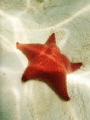 Sandy Bay, Roatan Honduras, beautiful spot for starfish! 