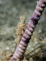 Sea Pen Shrimp - Latreutes sp. Mae Haad, Gulf of Thailand, EM5-Oly 60mm-1/160-f15-iso200-Inon D2000-Inon UCL 165-h2o tools+5 x2 