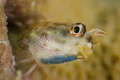 Curious blenny 