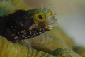 Blenny 